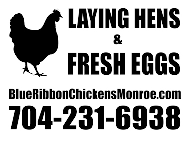 Laying Hens and Fresh Eggs